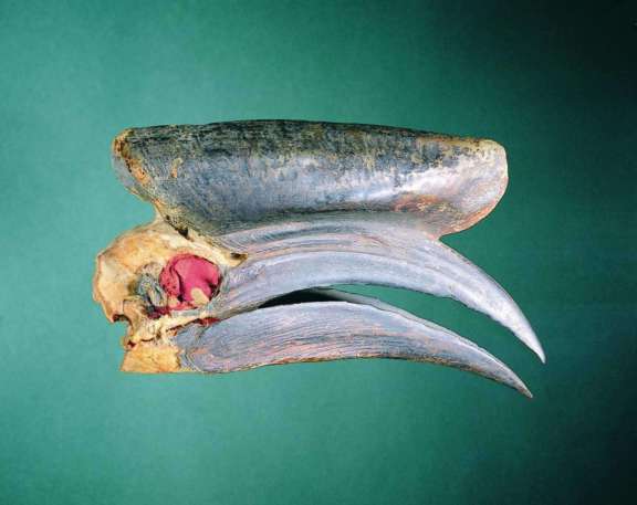 ‘Found object’ (hornbill skull), Lega. © Fowler Museum at UCLA, Photograph by Don Cole