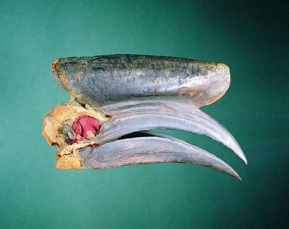 "Objet trouvé" (crâne de calao), Lega. © Fowler Museum at UCLA, Photograph by Don Cole